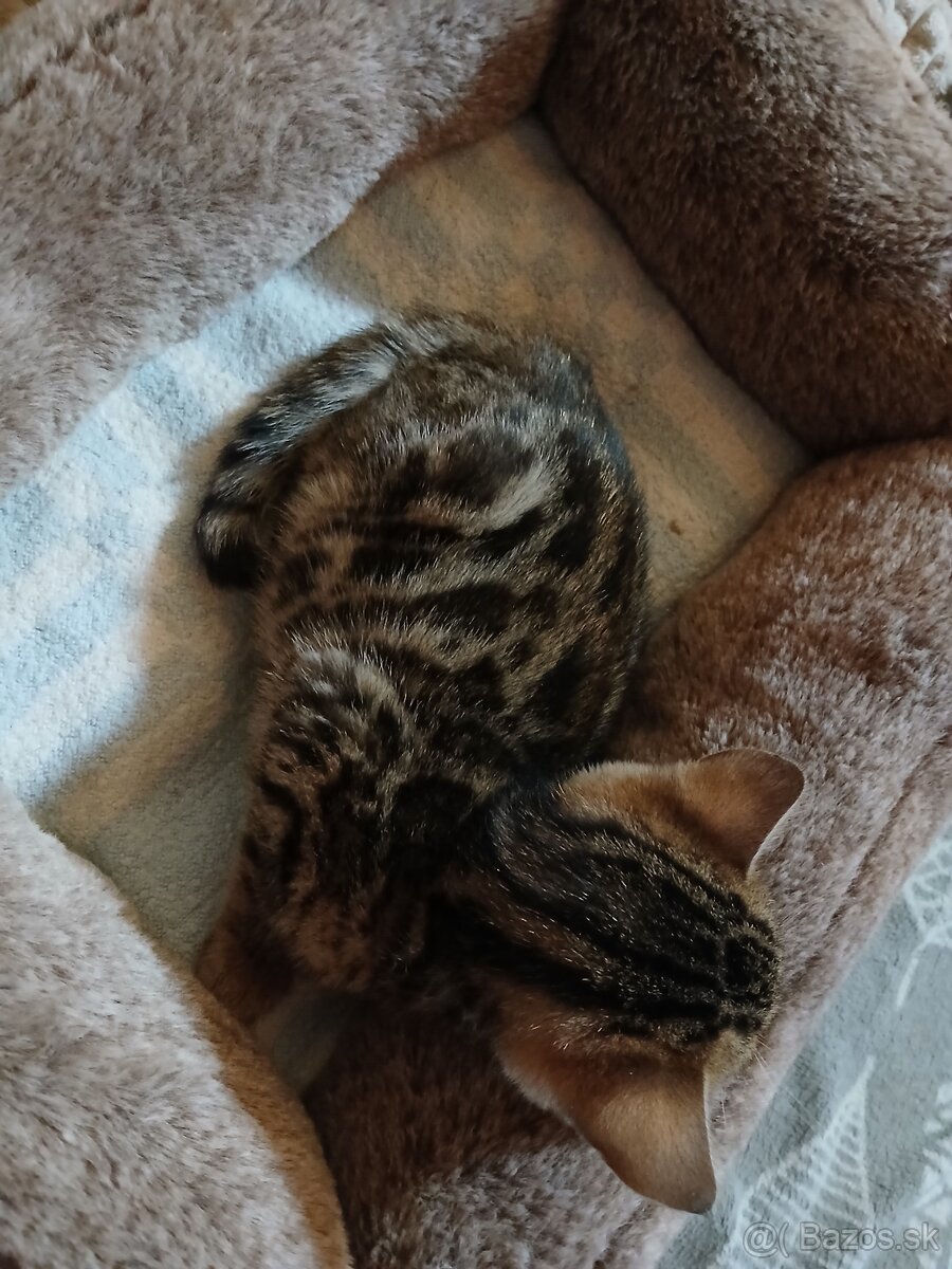 bengal bengalska macka bengalske maciatka - 6