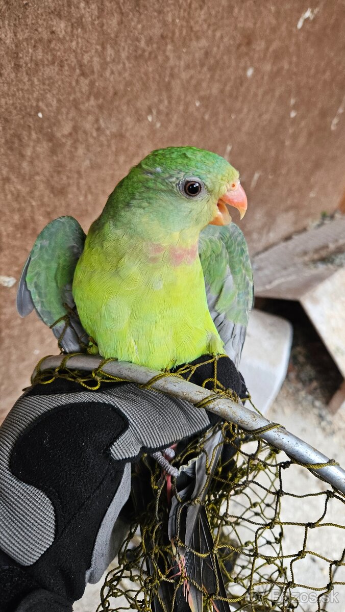 Baraband, papagaj nadherný - 6