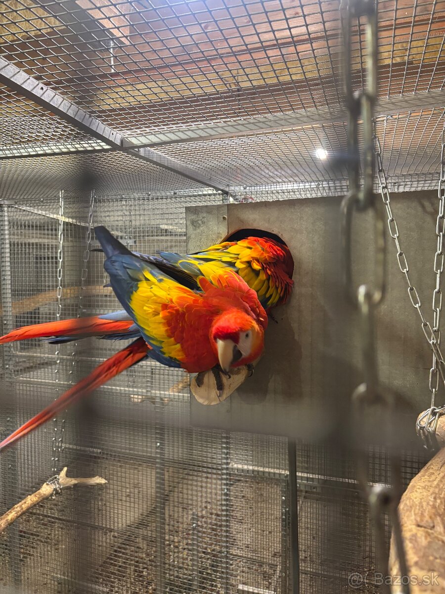 Kakadu inka , Ara arakanga - 6