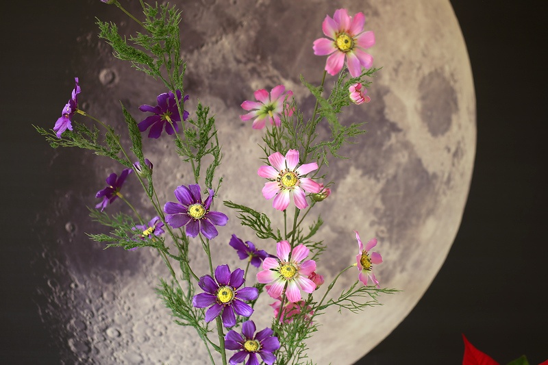 Canon 70-150mm / F4,5 / M42 / FD (adaptér pre EOS EF) - 6