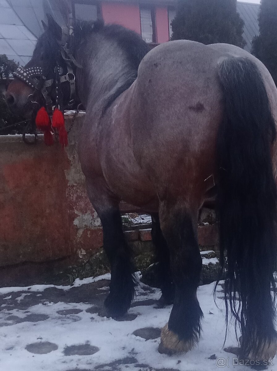 Predám-vymením ťažného žrebca - 6
