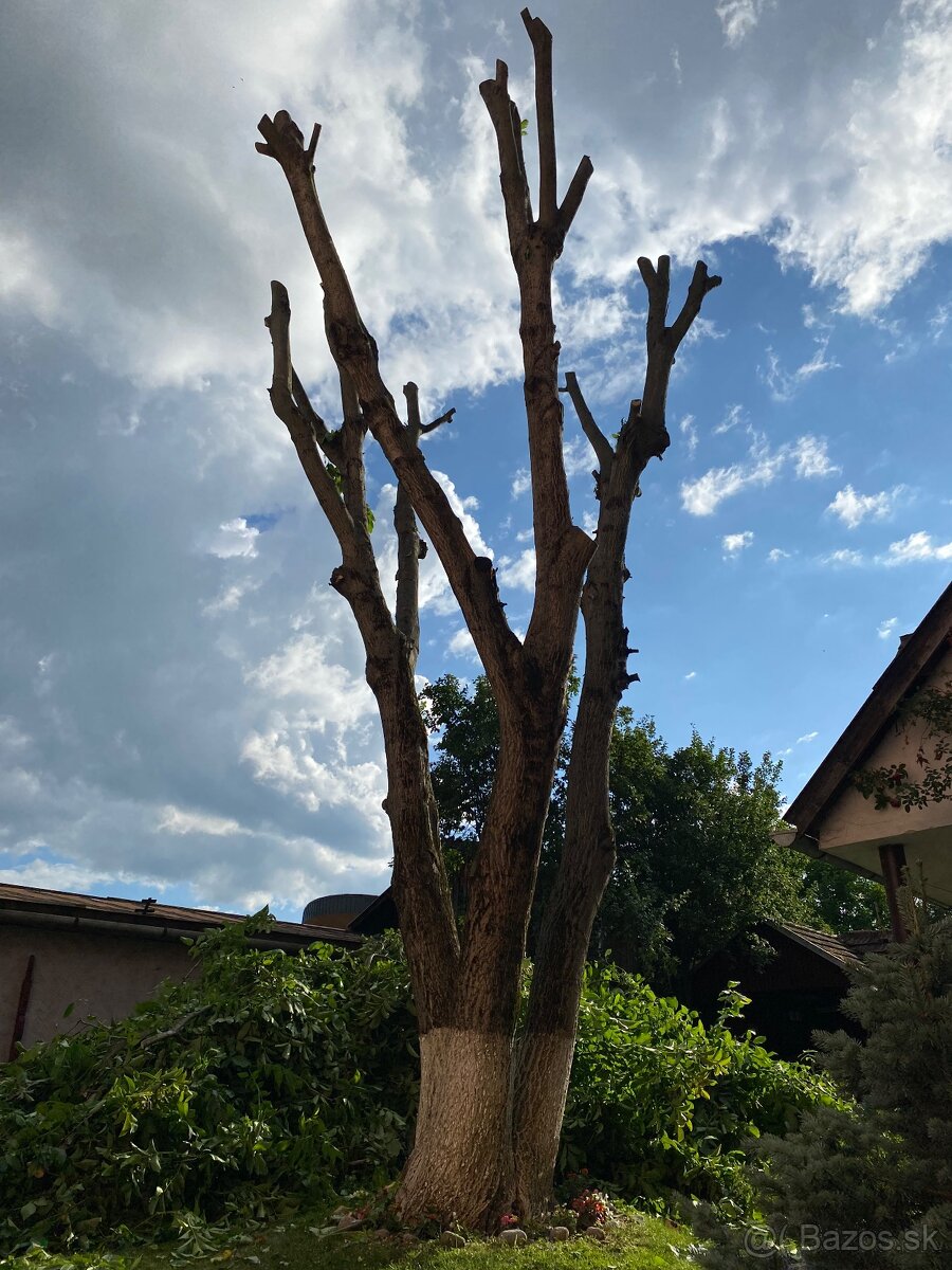 Orazávanie a výrub stromov - 6
