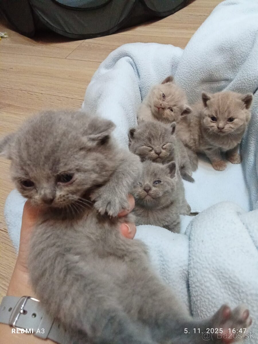 Britske maciatka - 6