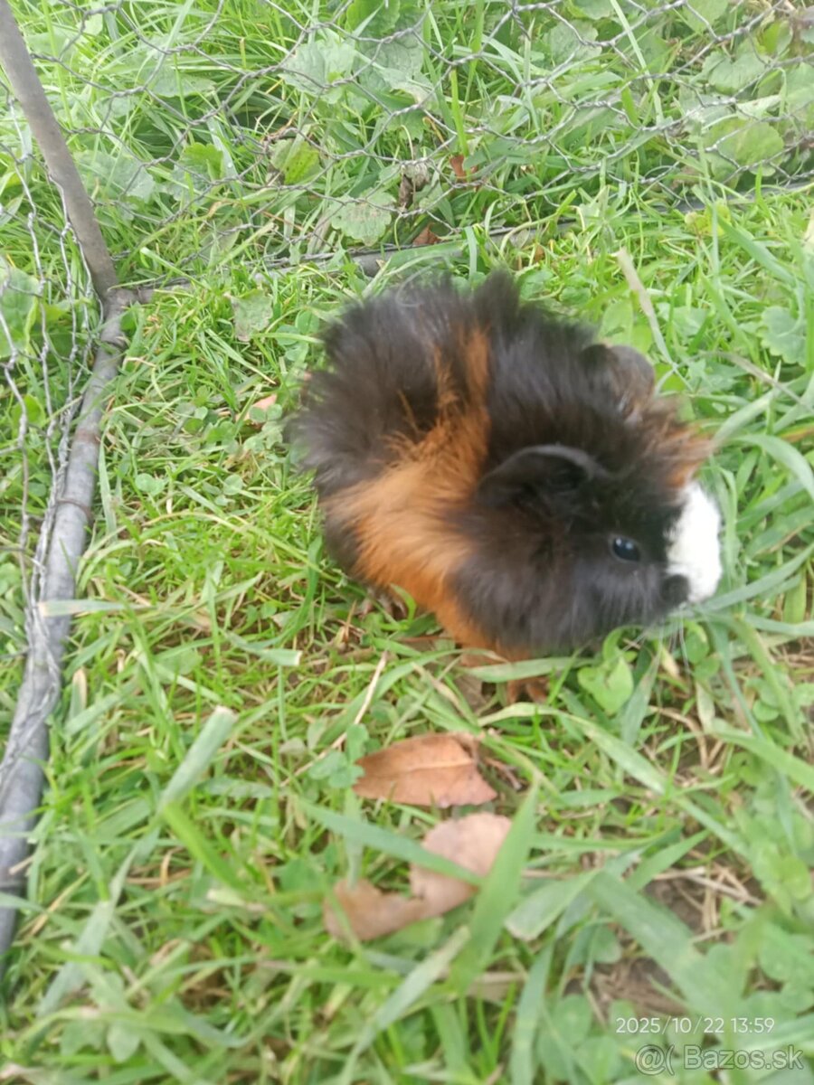 Morčatá - 6