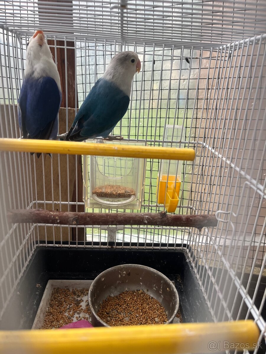 Agapornis fisher par - 6