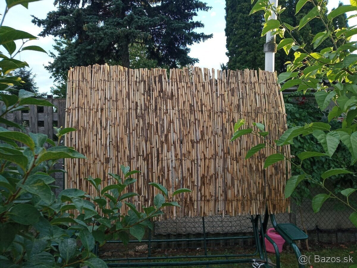 BAMBUS tyče tyče s Arundo DonaxZ trstiny - 6