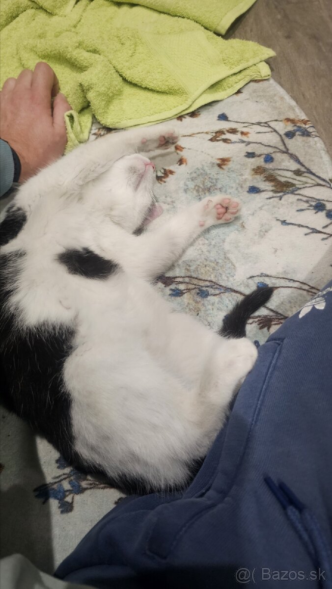 Darujem 4,5 mesačného kocúrika - 6