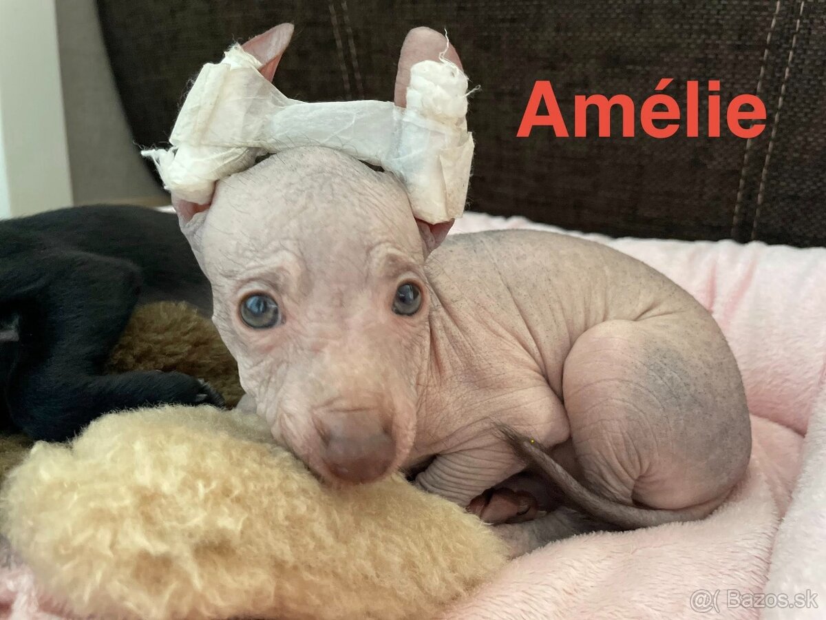 Peruánsky naháč malý - 6