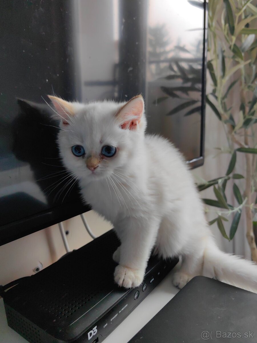 Britská krátkosrstá mačka - 6