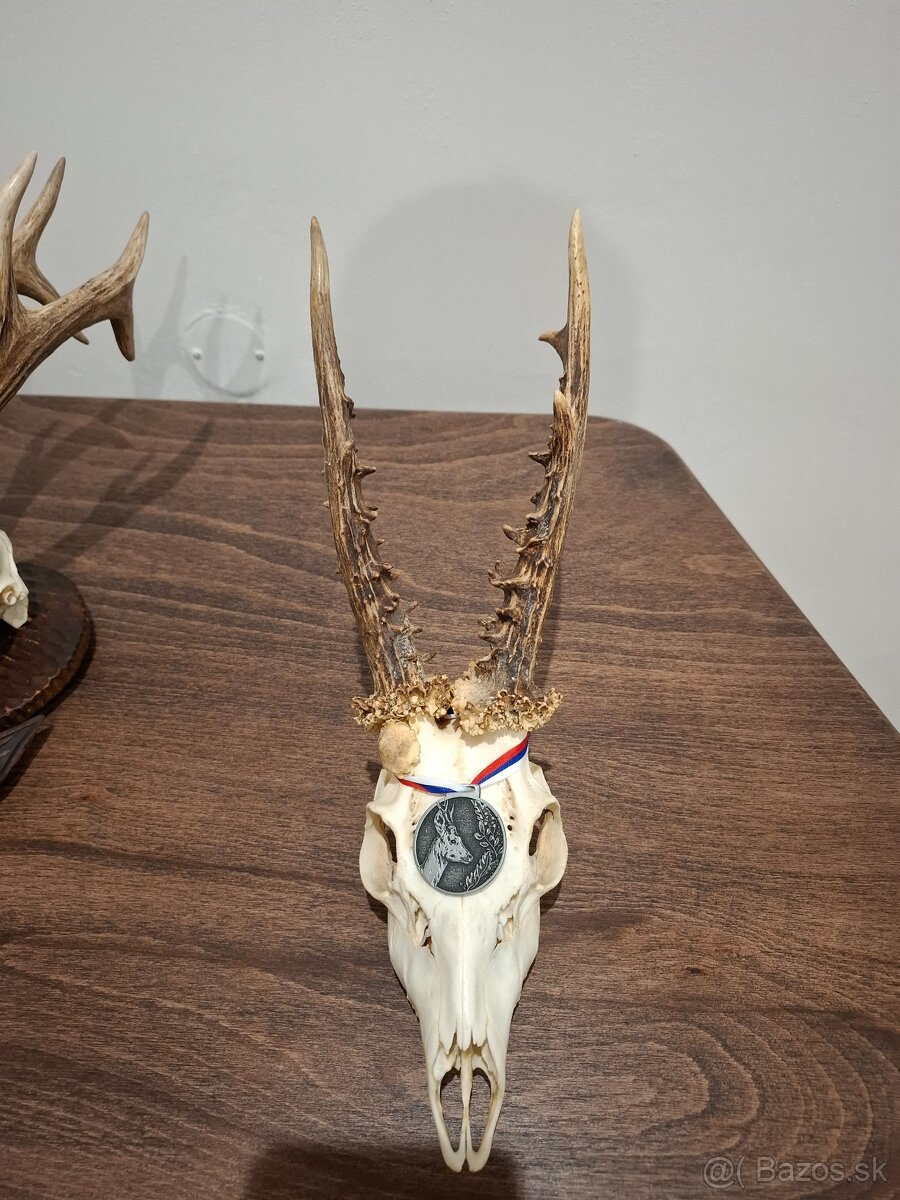 Srnec, parožie, trofeje - 6