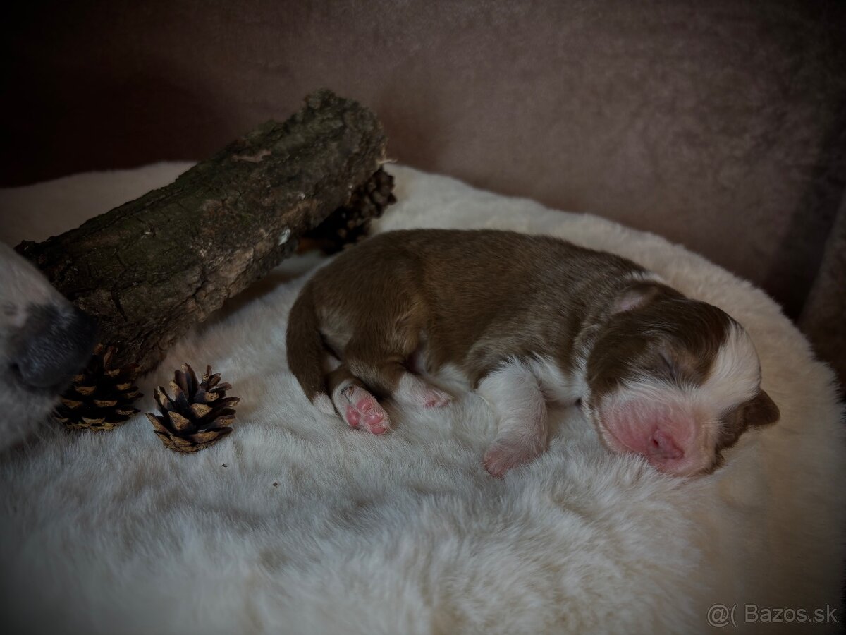 Austrálsky ovčiak s PP - 6