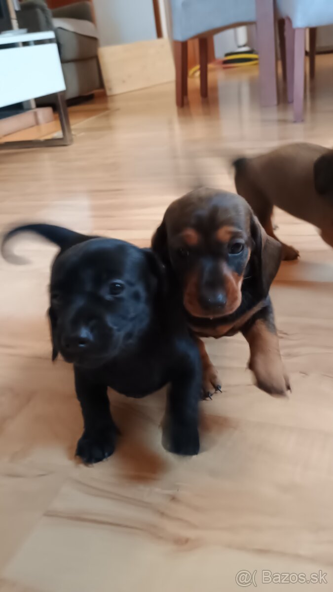 Šteniatka -jazvečik trpasličí - 6