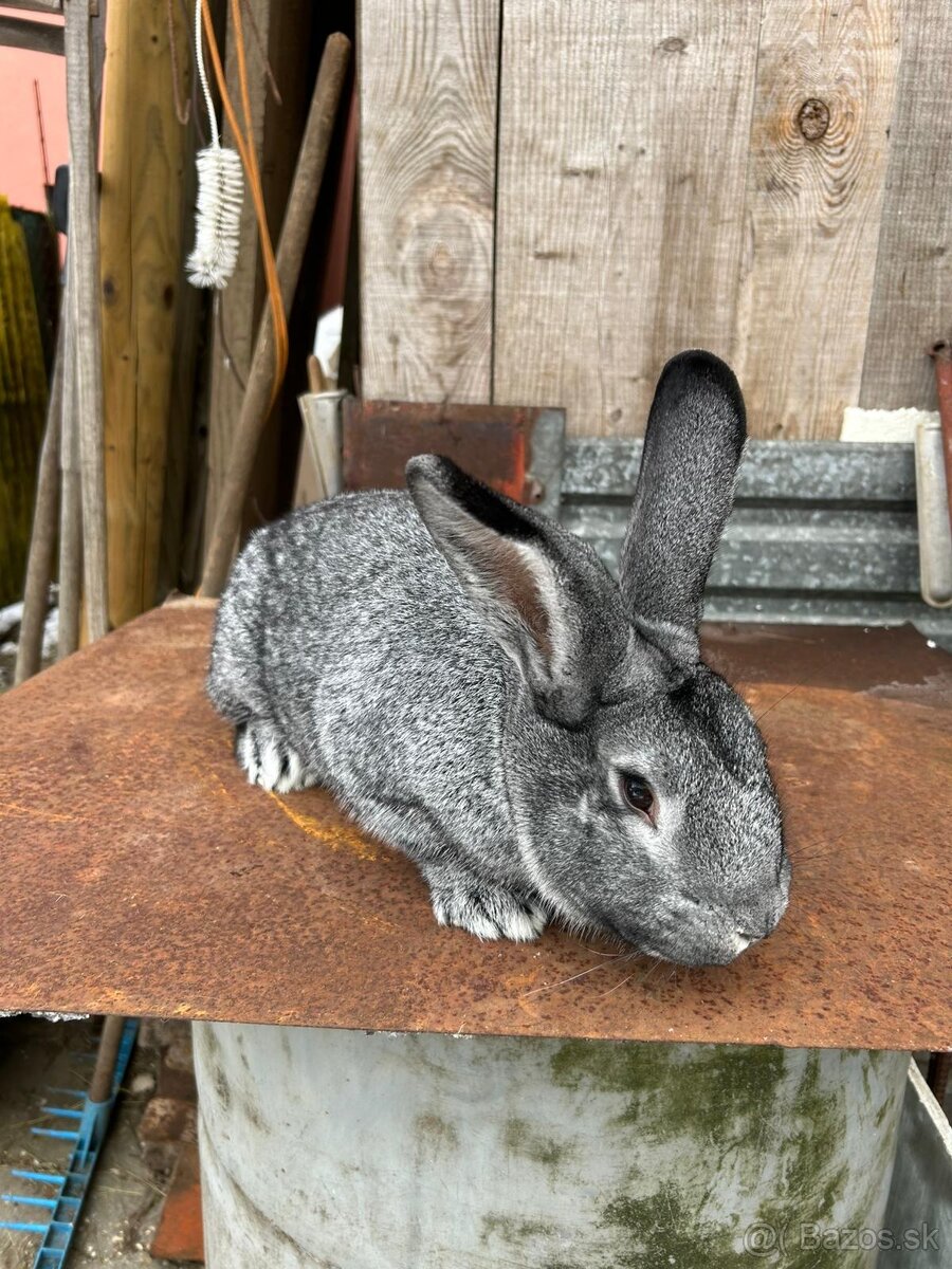 Činčila veľká - 6