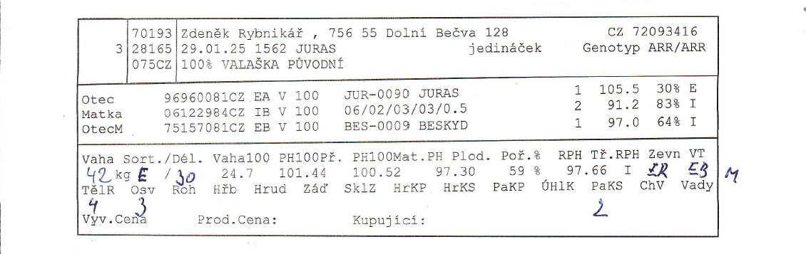 Valaška původní - chovný beran - 6