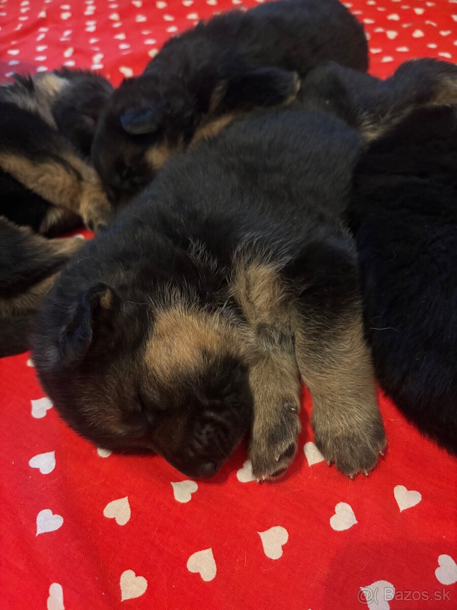 Nemecký ovčiak šteniatka - 6