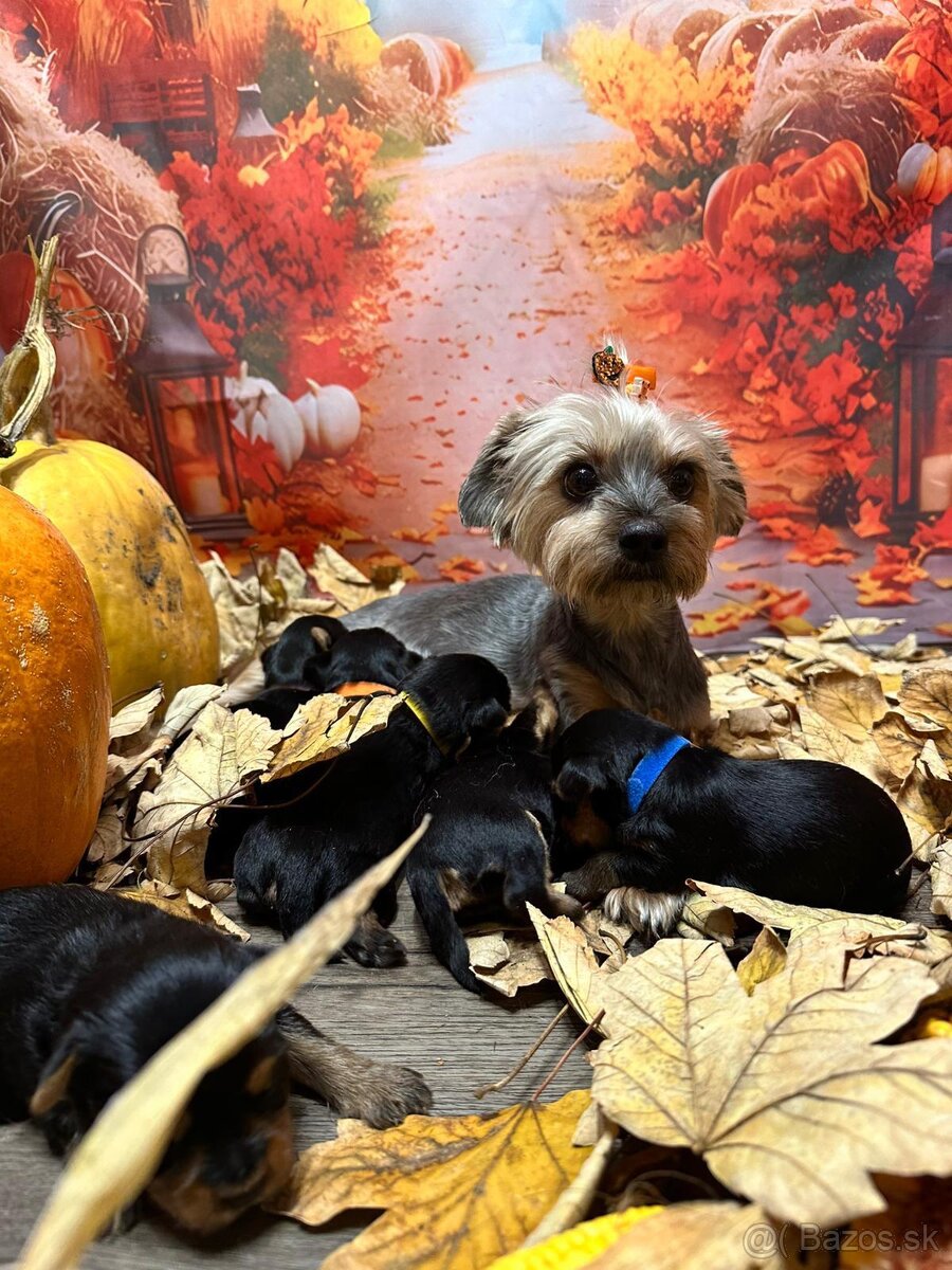 Jorkšírský teriér - Yorkshire teriér -šteniatka - 6