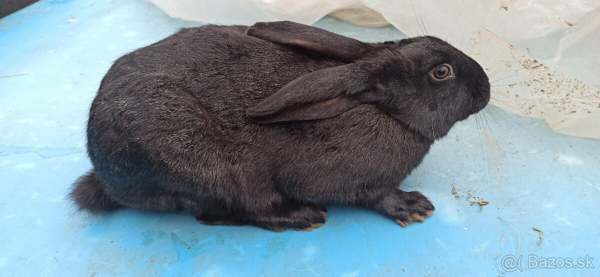 Predám králiky 4,5 mesačne - 6