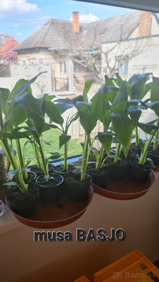 Banan,bananovniky,maurelli atd. - 6