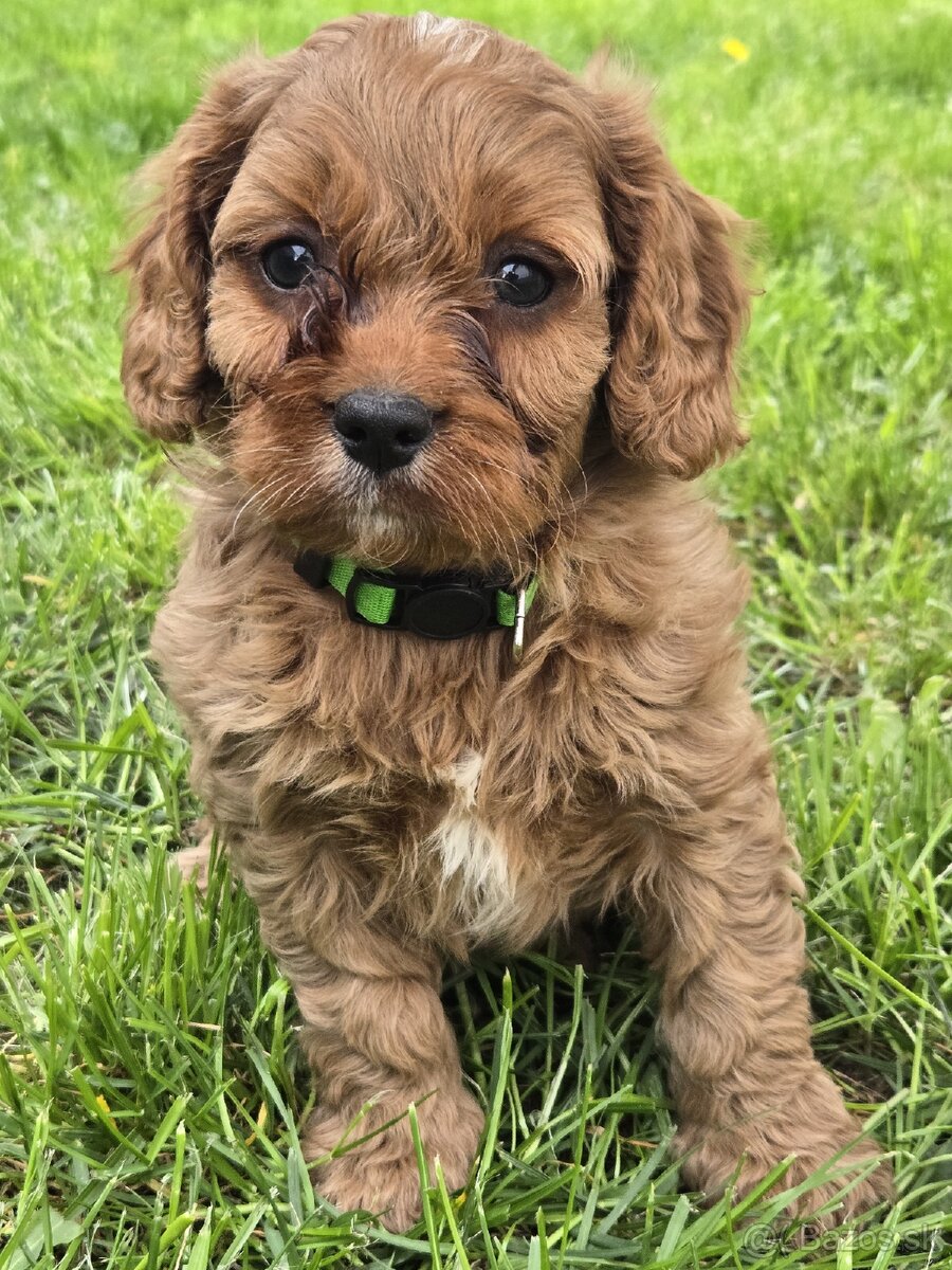 Cavapoo - 6