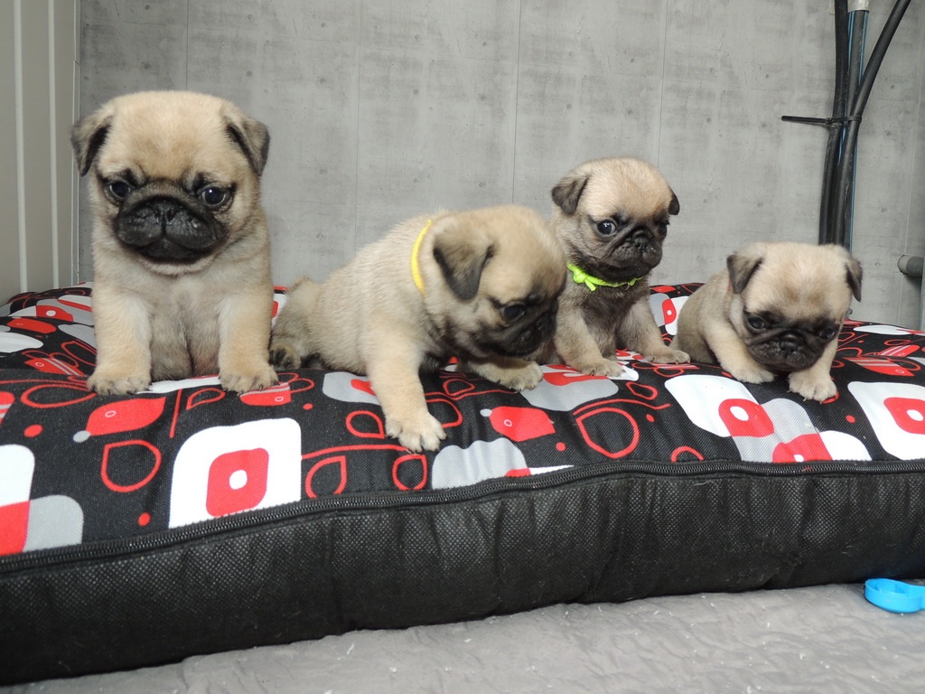 MOPS s PP. - 6