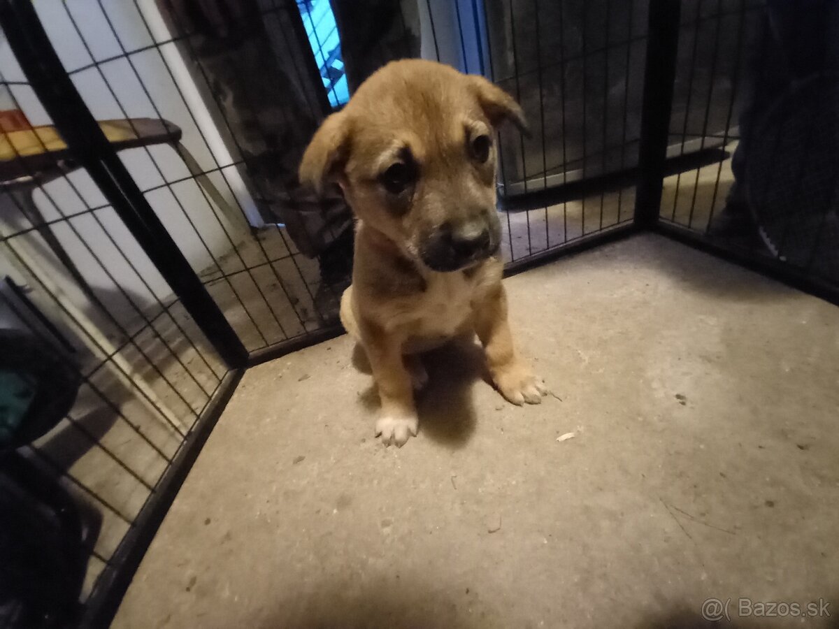 Darujem šteniatka - 6
