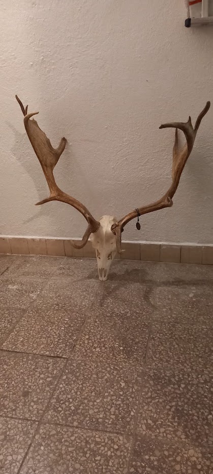 Predám danielie trofej - 6