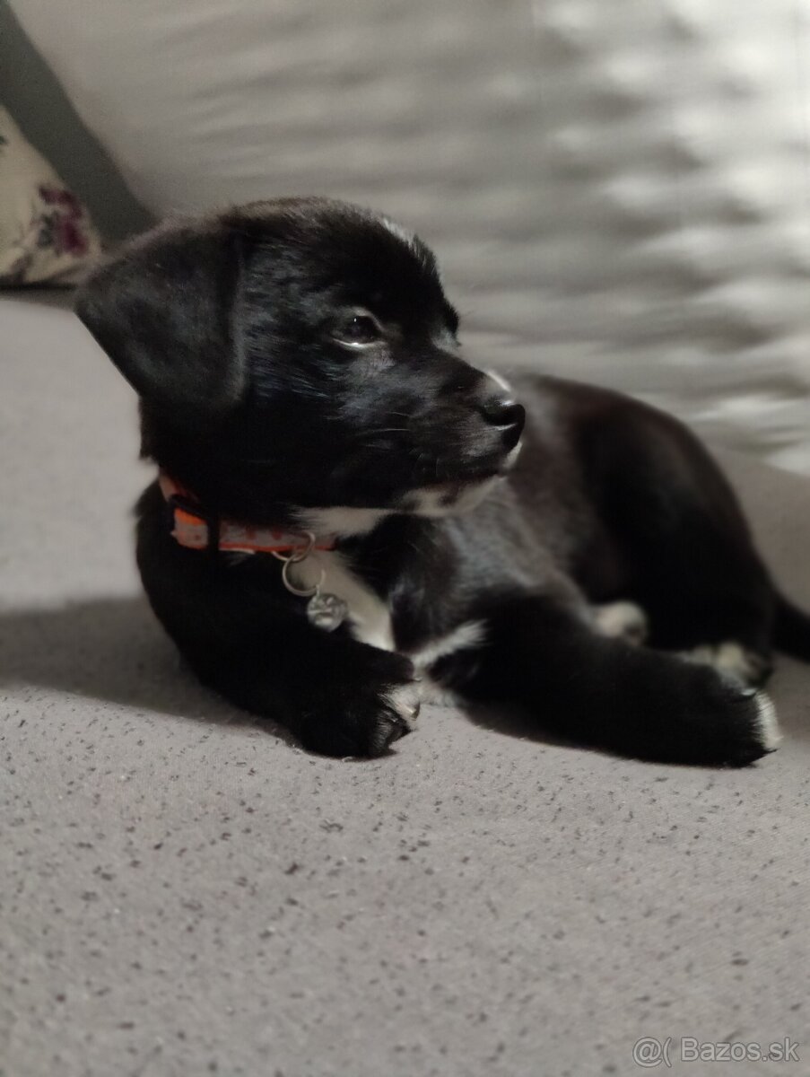 Labrador šteniatka - 6