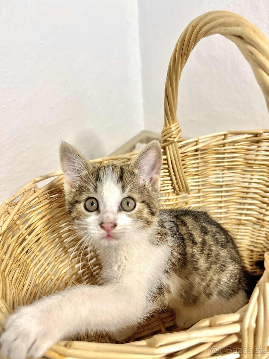 Darujeme mačiatka - 6