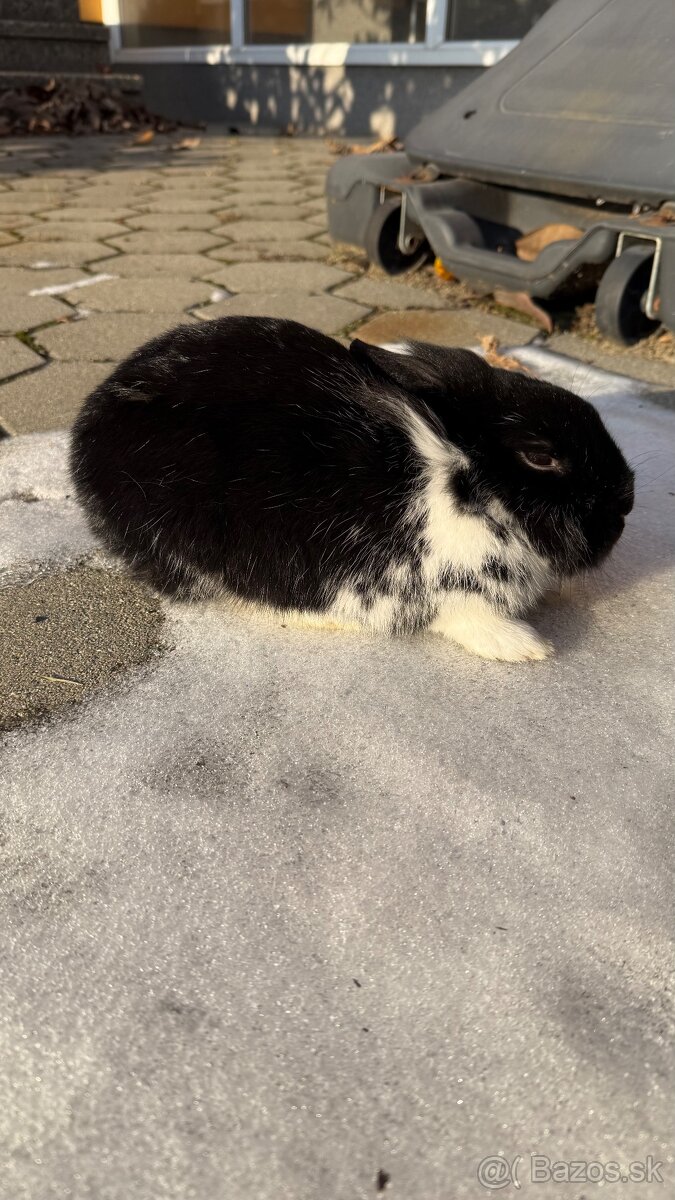 Zákrslý králik❤️ - 6