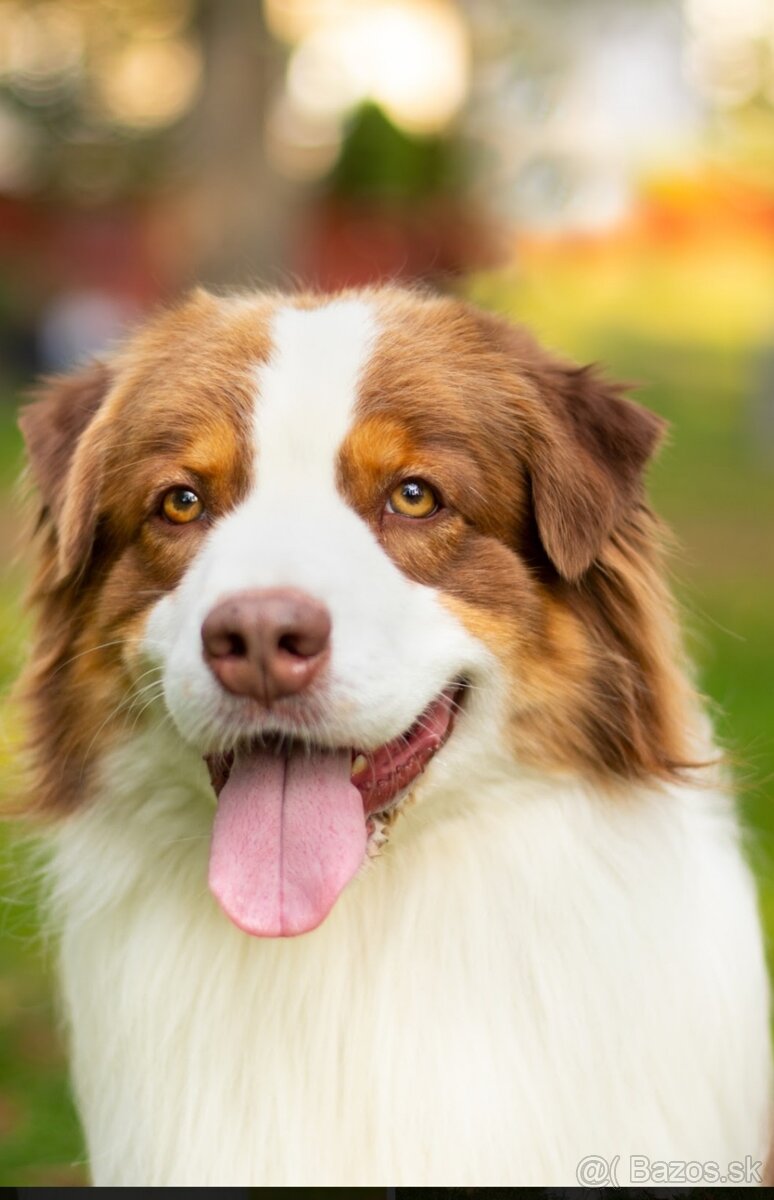 Austrálsky ovčiak- krytie, PP - 6