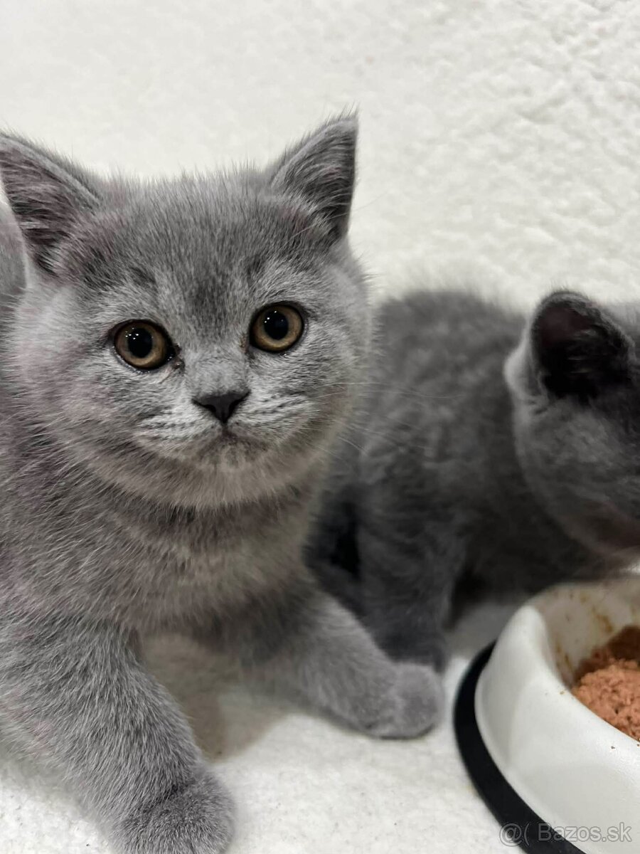 Britské maciatka - 6