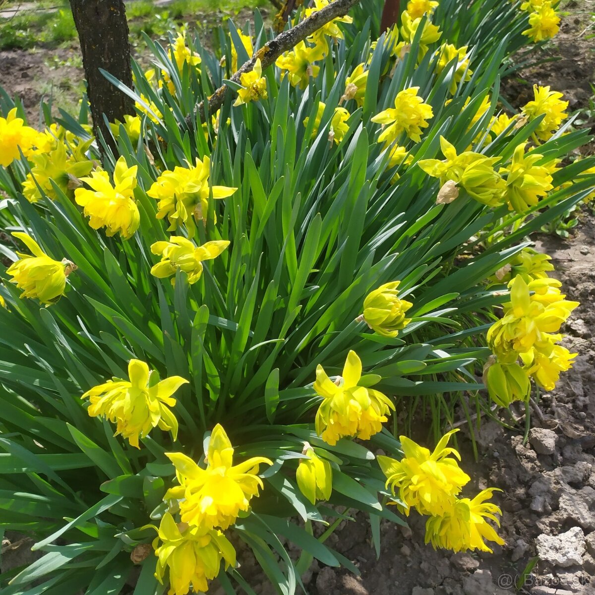 Predám MODRICU ARMÉNSKU a NARCIS, SNEŽIENKY cibulky - 6