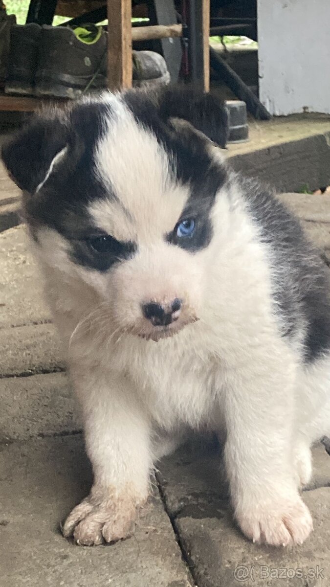 Stenata Husky/malamut krizence - 6