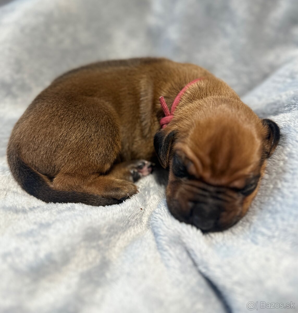 Rhodesian Ridgeback s preukazom pôvodu - 6