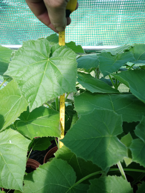 Paulownia Tomentosa - MULTIFUNKČNÝ strom - 6