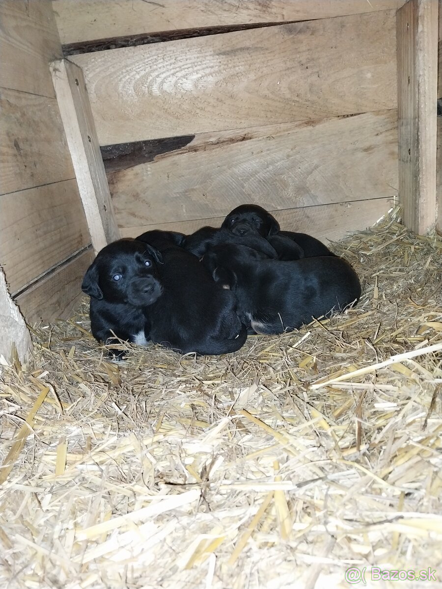 Šteniatka jazvečìka dlhosrstého - 6