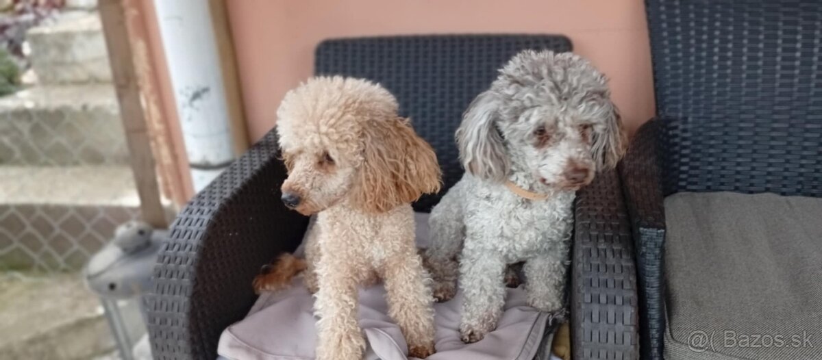 Trpaslíči pudel pudlik - 6