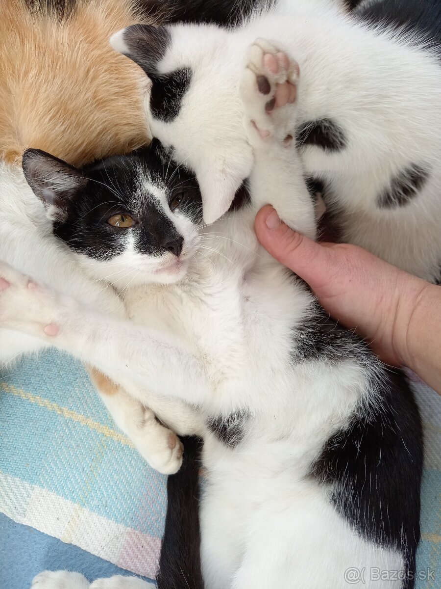 Darujeme mačiatka - 6