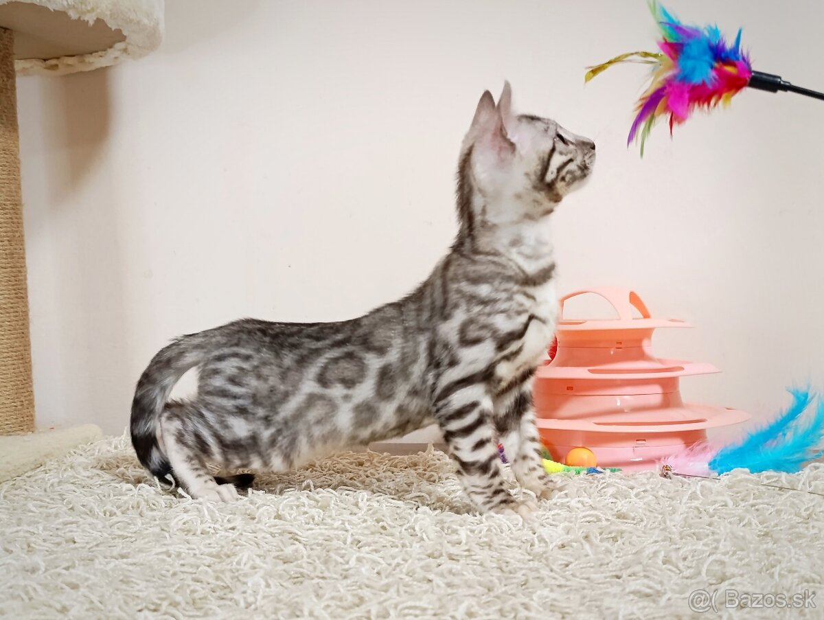 Strieborné bengálske mačiatka - 6