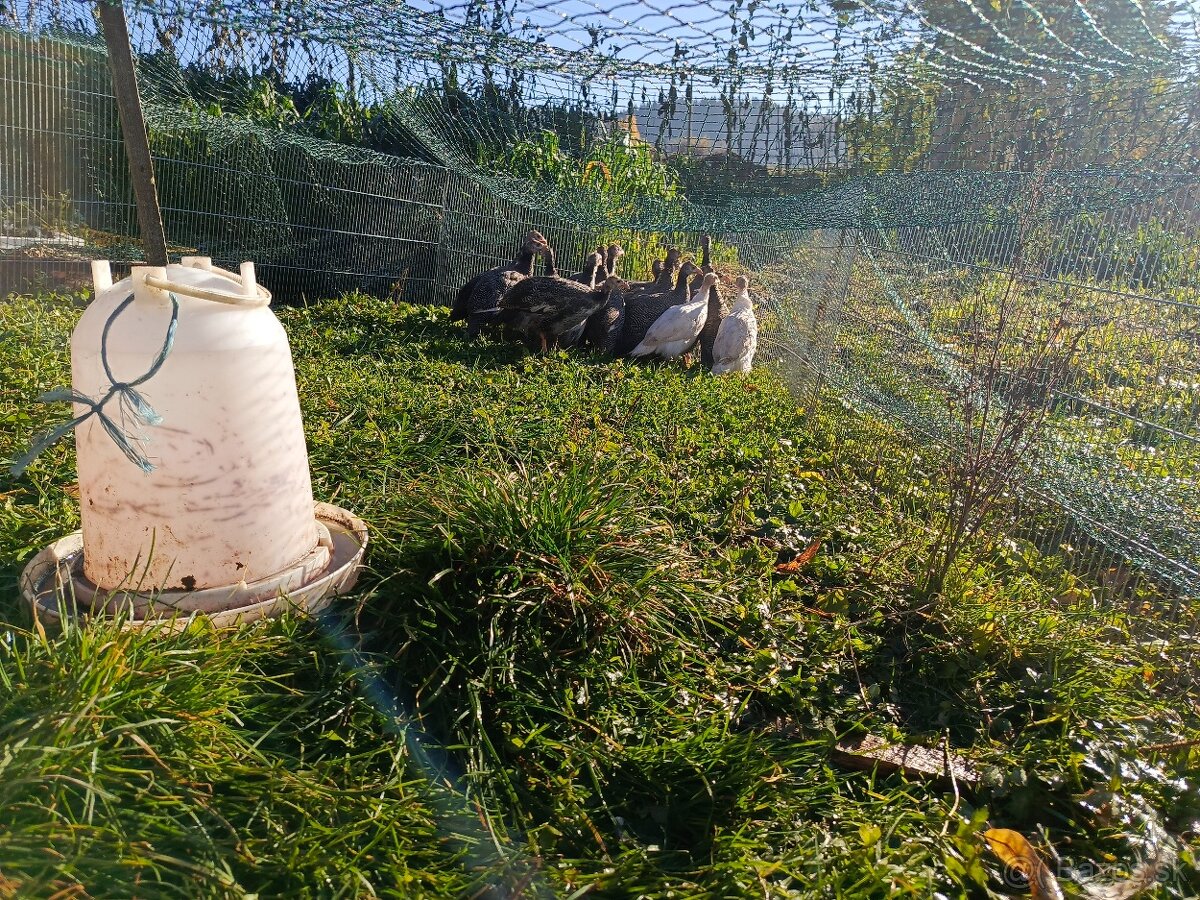 Predám perlicky - 6