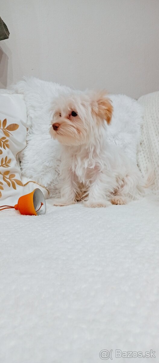 Yorkshire terrier golddust - 6