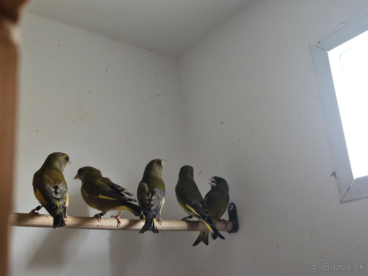 Predám Zelienky - 6