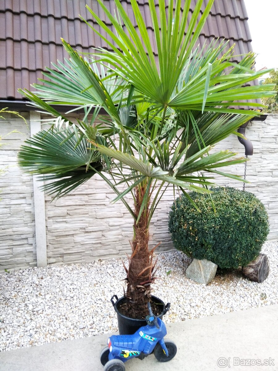 Mrazuvzdorne palmy Trachycarpus Fortunei - 6