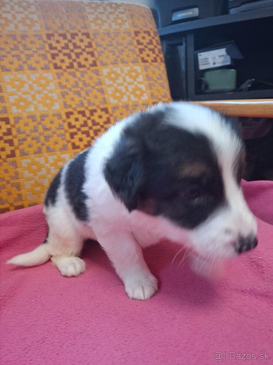 Darujem šteniatka - 6