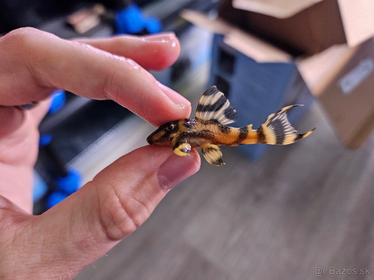 L 333 Gold line AAA - odchov - 6