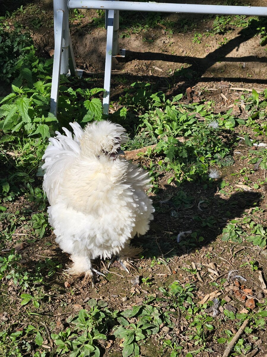 Hodvabnicky vajcia - 6