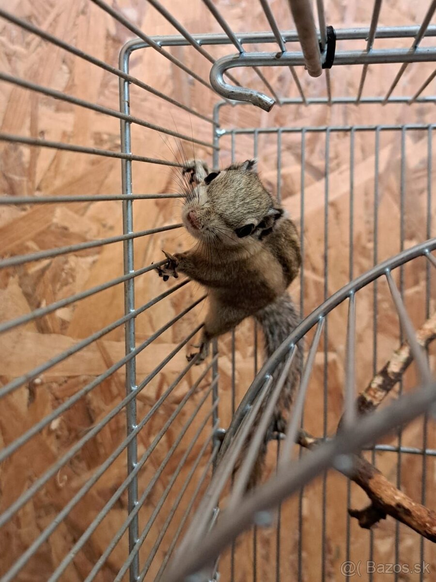 Predám veveričky - 6