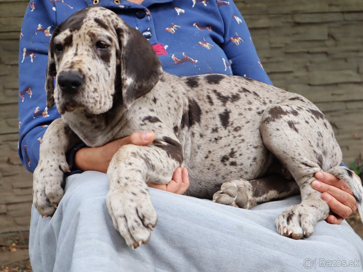 Nemecká doga s PP FCI Harle Černá Merle po šampiónoch - 6