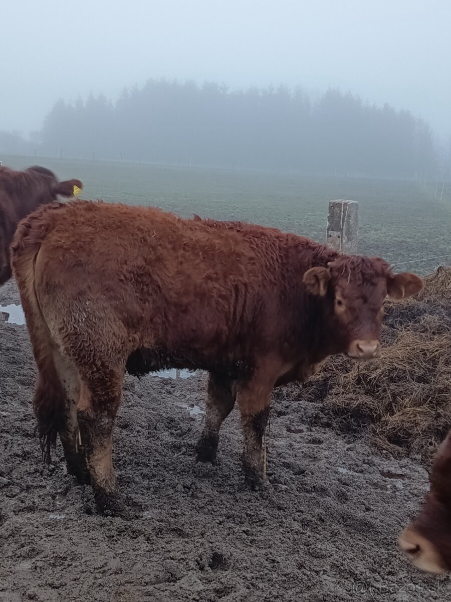 Jalovice Limousine - 6