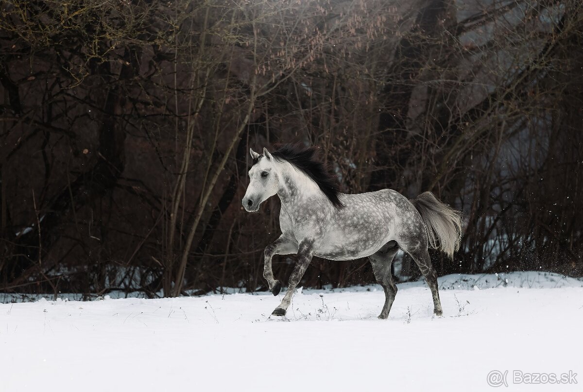 Pripúšťanie QH žrebcom - 6